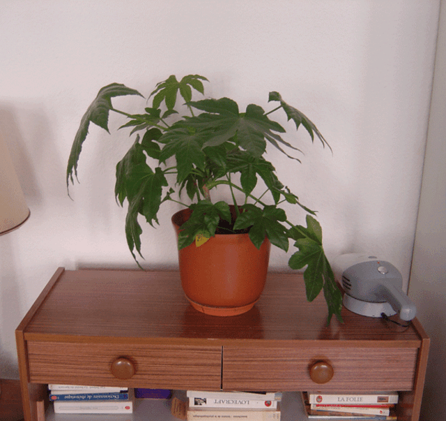 Cover Image for Aralia