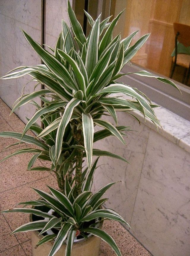 Cover Image for Banddracena