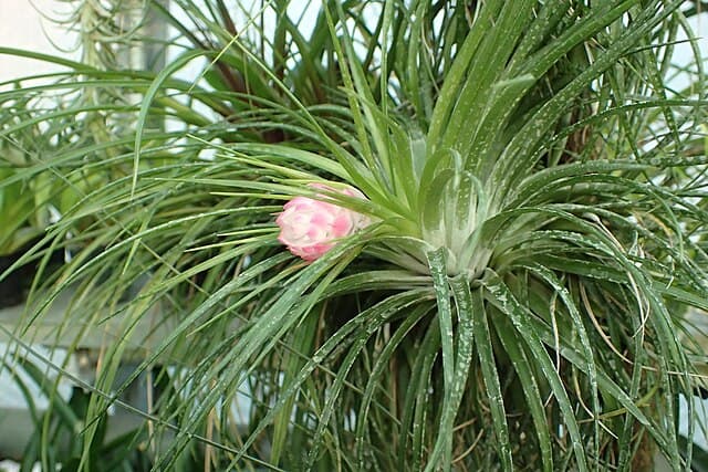 Cover Image for Bromelior