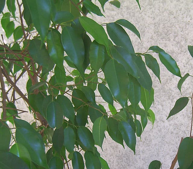 Cover Image for Fikus