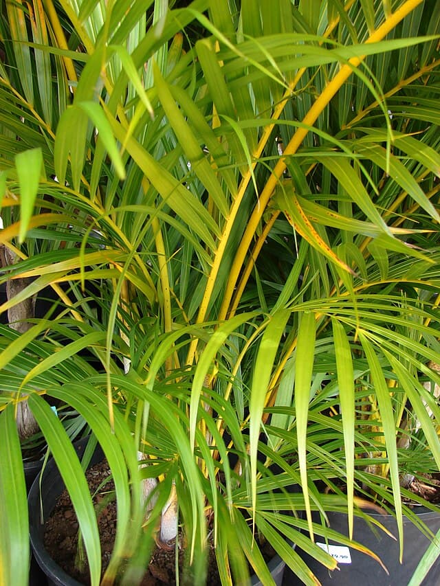 Cover Image for Guldpalm