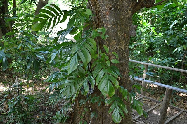 Cover Image for Gullranka