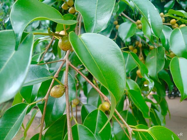 Cover Image for Häckfikus (Ficus benjamina)