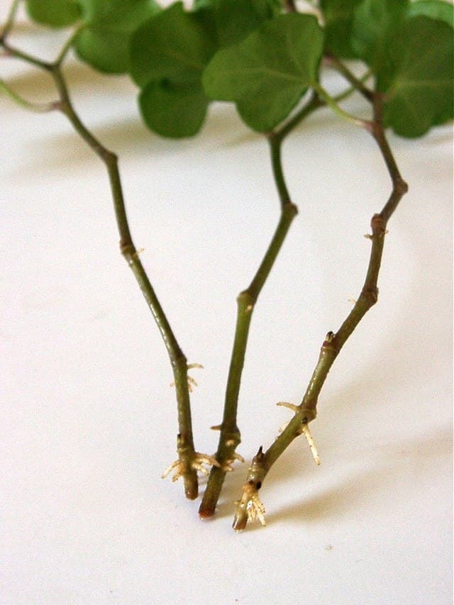 Cover Image for Sticklingar och förökning